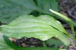 Broadleaf plantain